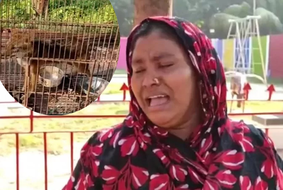 শিয়াল নিয়ে তুলকালাম, কান্নায় ভেঙে ইউএনও অফিসে ছুটে গেলেন গৃহবধূ - the Bengali Times