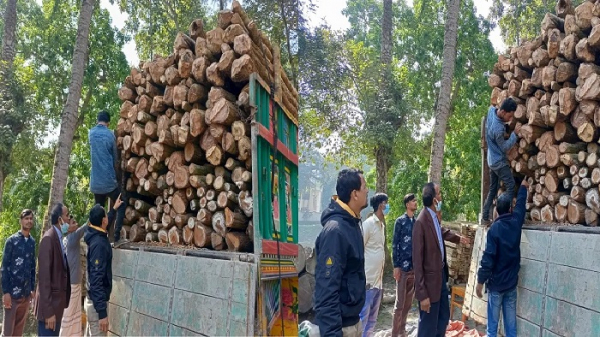 ‘পুষ্পা’ স্টাইলে গজারি কাঠ পাচারের চেষ্টা, অতঃপর… - the Bengali Times