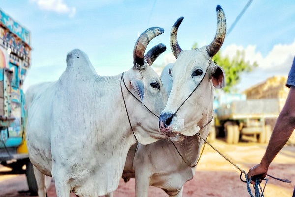 কোরবানির পশুর চামড়া নিয়ে যা বলেছেন বিশ্বনবী