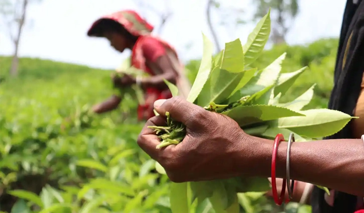 চা শ্রমিকদের নতুন মজুরি ১৭০ টাকা নির্ধারণ