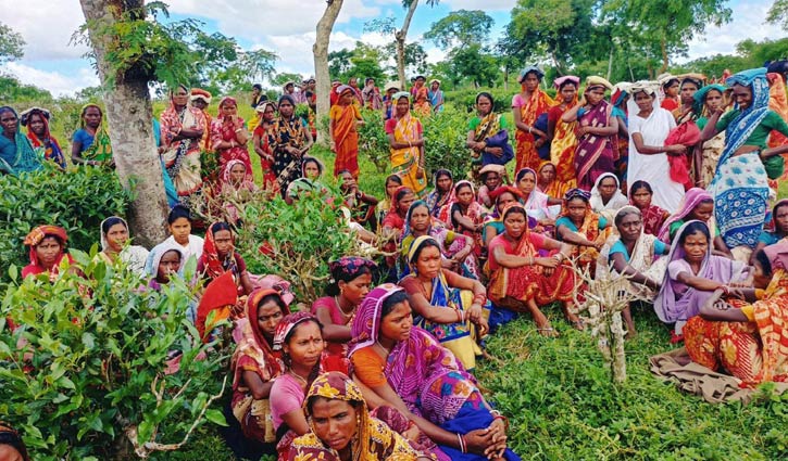 আন্দোলন প্রত্যাহার, ১২০ টাকা মজুরিতেই কাজে ফিরছেন চা শ্রমিকরা