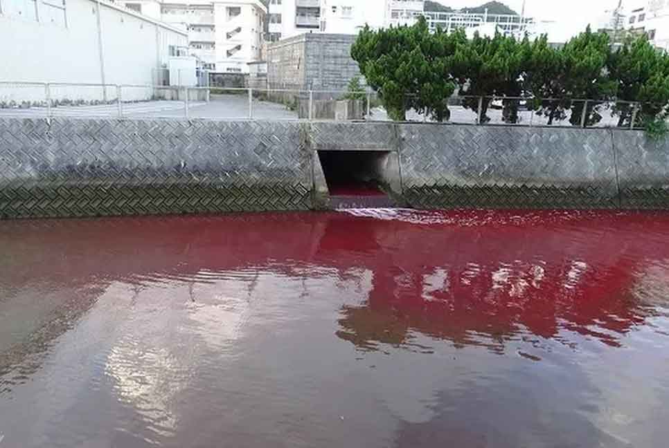 জাপানে নদীর পানি হঠাৎ লাল হয়ে গেল কেন?