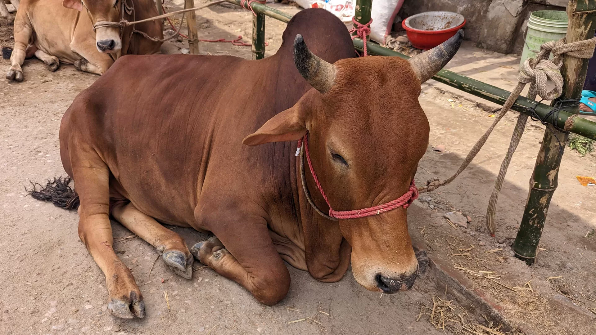 ইসলাম অনুযায়ী পশুর যেসব অংশ খাওয়া যাবে না