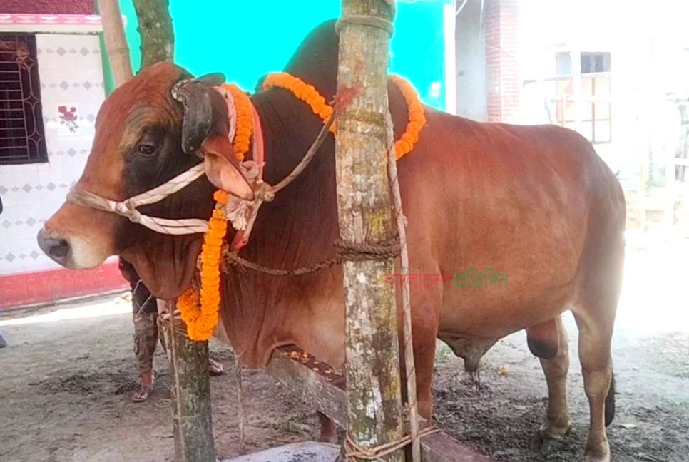 বাহাদুরের খাবার আপেল ডিম সেমাই