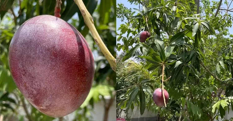 ছবি শেয়ার করাই কাল, চুরি গেলো বিশ্বের ‘সবচেয়ে দামি’ আম