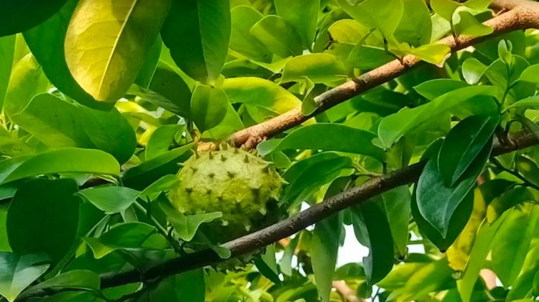 ফুলবাড়ীয়ায় ক্যানসার প্রতিরোধক করোসল গাছের পাতা সংগ্রহে ভিড় - the Bengali Times