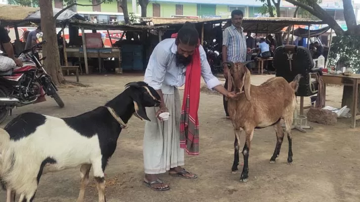 ছাগলের তিনবেলা খাবারের তালিকায় চা!