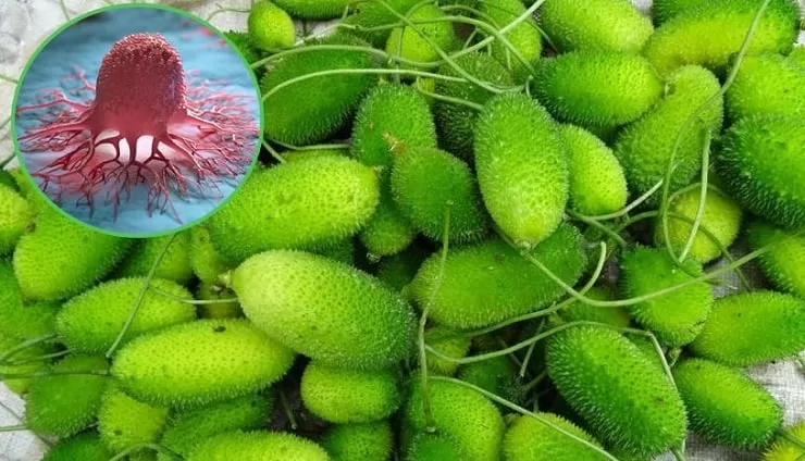 ক্যানসার প্রতিরোধ করে কাঁকরোল! আরও কত জটিল সমস্যা তাড়ায় জানুন - the Bengali Times